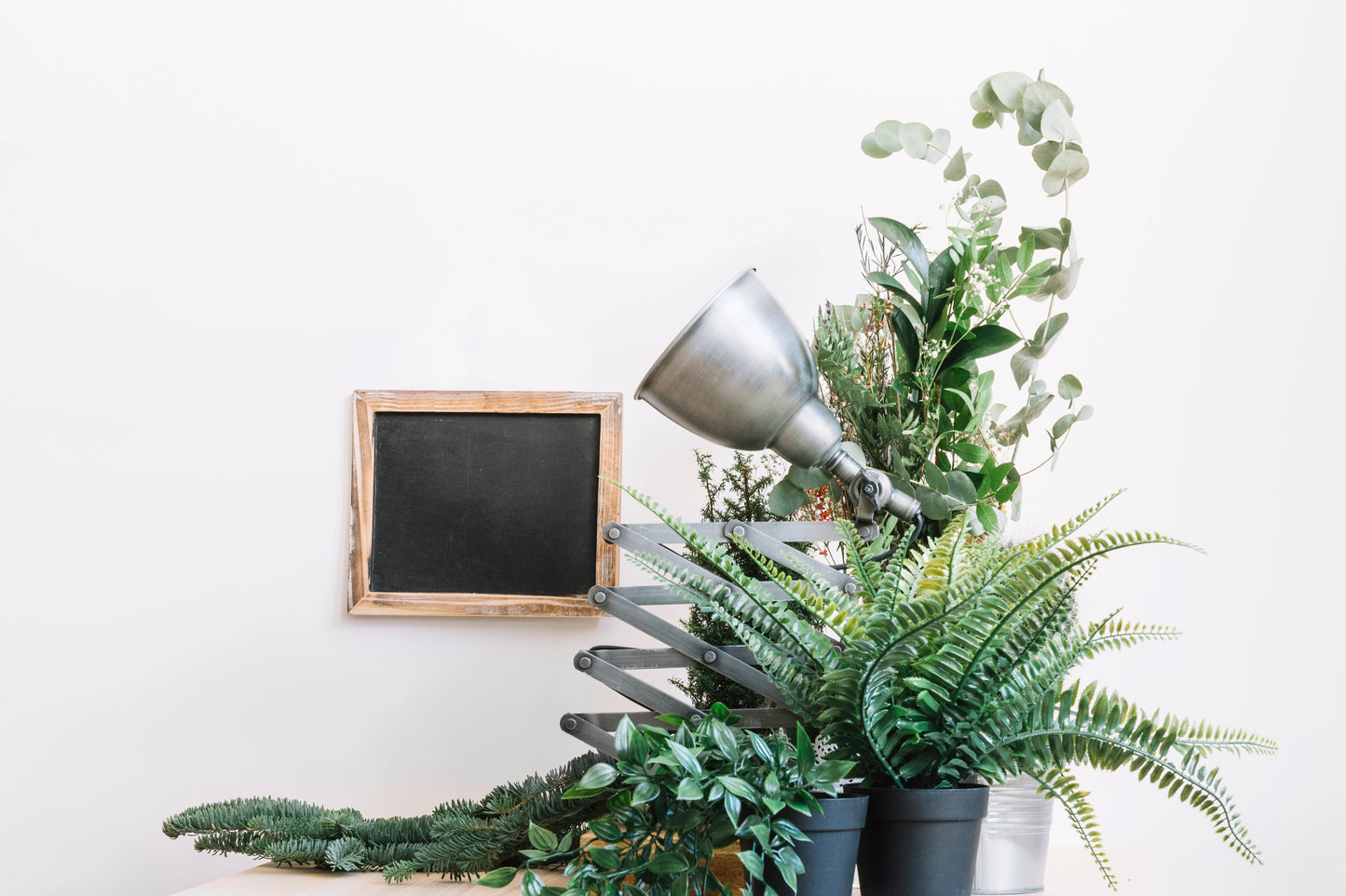 plante 1
